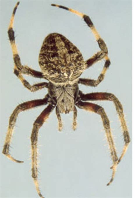 17 New York spiders that will make your skin crawl | NewYorkUpstate.com