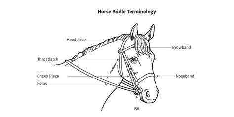 Guide to Buying a Horse Bridle: Its Parts and Uses