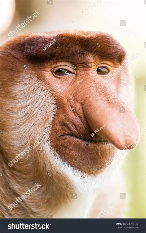 Portrait Fabulous Longnosed Monkey Borneo Malaysia Stock Photo 536254192 | Shutterstock