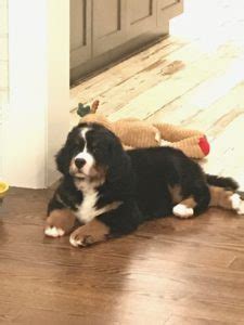 Bernese Mountain Dog Training in Westchester NY - S.R. Dog Training