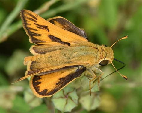 Meet The Fiery Skipper Butterfly: The Sweetest Yellow Butterfly ...