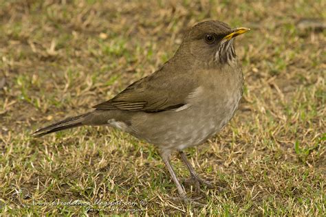 Aves del Nea: Zorzal chalchalero (Creamy-bellied Thrush) Turdus ...