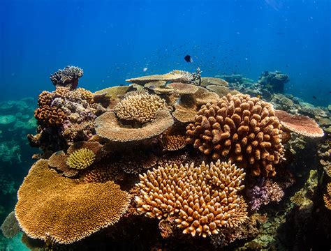 15 Great Barrier Reef Photos to Make You Want to Visit