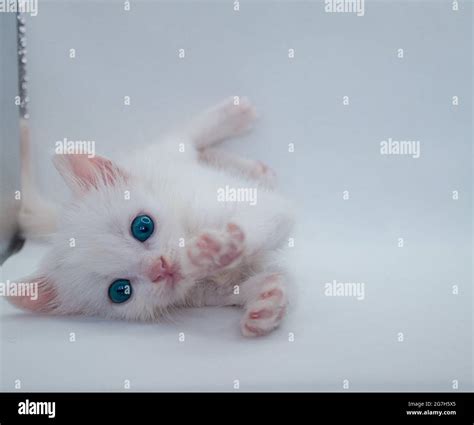 Cute white baby cat with blue eyes isolated on white background Stock Photo - Alamy