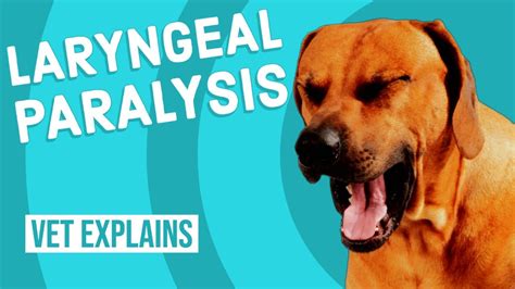 Canine Laryngeal Paralysis - RaylexShepherds.com | 2023