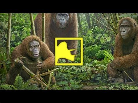 Giant Ape went Extinct due to Inability to Adapt | Prehistoric News ...