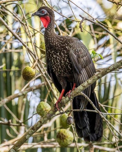 40+ Native Mexican Animals You Probably Don't Know About