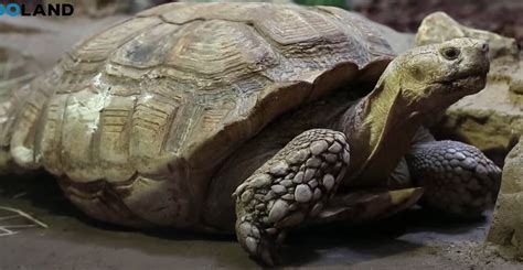 Shell-shocked: World's oldest tortoise celebrates 190th birthday