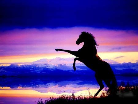 Horse Sunset Background