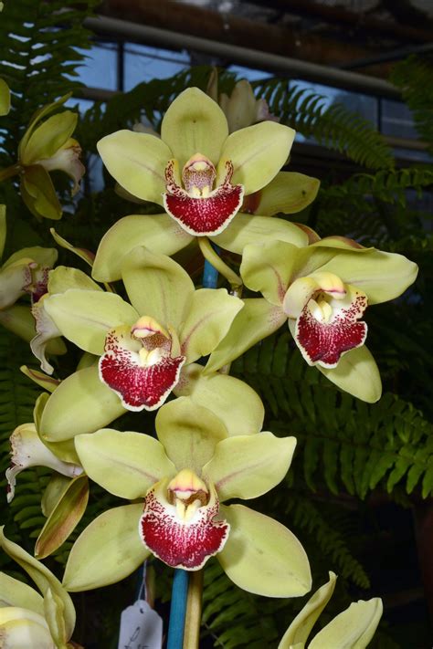 Cymbidium Sue Green | Cymbidium orchids, Beautiful orchids, Orchid flower