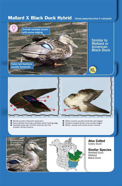 Waterfowl Identification Guide - Delta Waterfowl