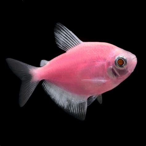 GloFish®, Moonrise Pink® Tetra - Pacific Fish Depot