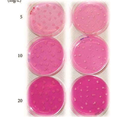 Diagram of the proposed procedure using the selected dye, Rhodamine B ...