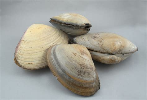 Surf Clams (Large Clam) Qty 3-4 per 5 lb bundle - The Fresh Lobster Company