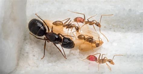 Carpenter Ant Frass vs Termite Frass: Key Differences - A-Z Animals