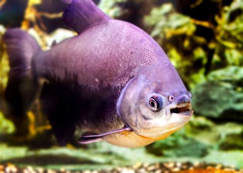 49 Pacu Fish Facts: What You Need To Know | Everywhere Wild