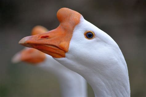 White Chinese Geese by mtsofan | Sebastopol geese, Goose, Canadian goose