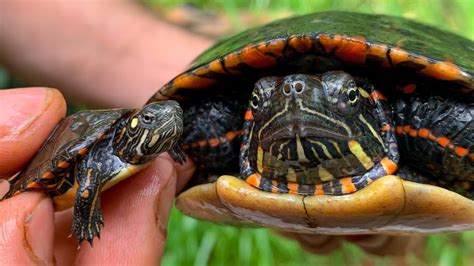 The BEST Pet Turtle!? Painted Turtles, info and care video - YouTube