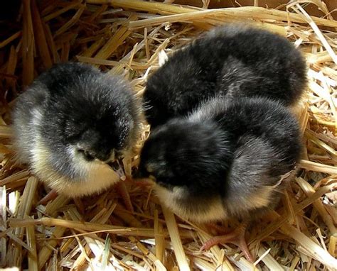 black australorp chicks | Pet chickens, Chickens backyard, Black australorp