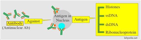 Anti-DNA, (anti-double-stranded DNA antibodies, Anti-ds-DNA Ab) and ...