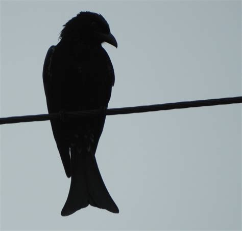 Drongo | Birds in Sydney