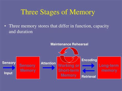 PPT - Stage Model of Memory PowerPoint Presentation - ID:2594519