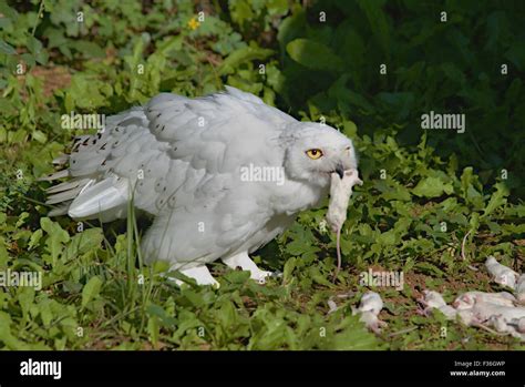 Snowy Owl eating mouse Stock Photo - Alamy