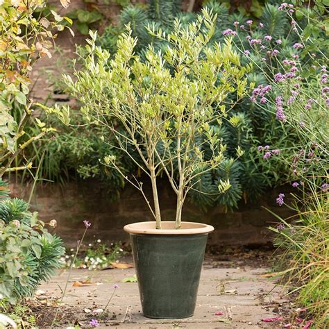 Green Ceramic Plant Pot Saucers / Cute Resin Detachable Succulent Plants Flower Pot Saucer Tray ...
