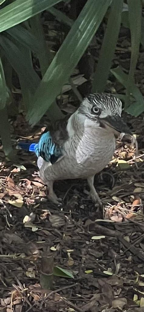 Can you identify this bird? : r/AustralianBirds