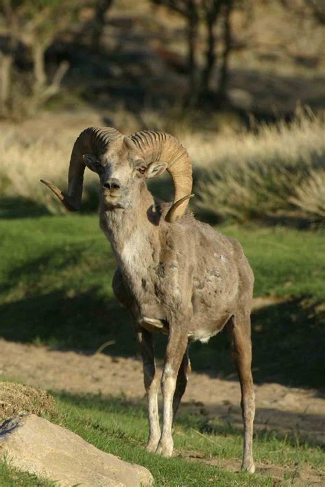 Wildlife of the Mongolian Steppe Briefing | Earthwatch