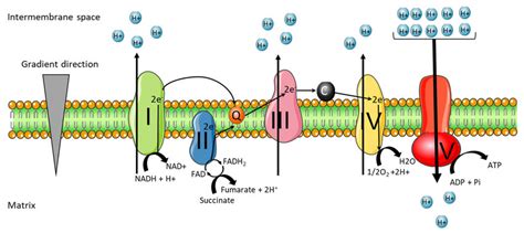 Mitochondrial respiratory chain complex. The mitochondrial respiratory... | Download Scientific ...