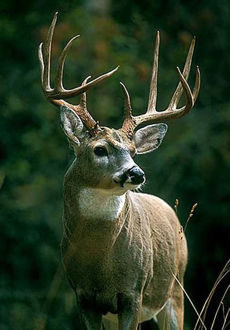 Giant Whitetail Bucks | Field & Stream | Whitetail deer pictures, Whitetail deer, Whitetail bucks