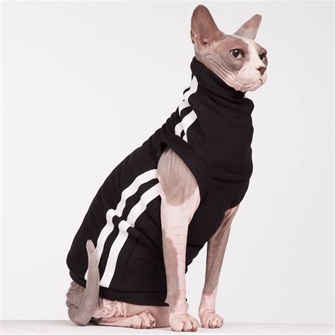 Hairless Cat In Dress | ubicaciondepersonas.cdmx.gob.mx