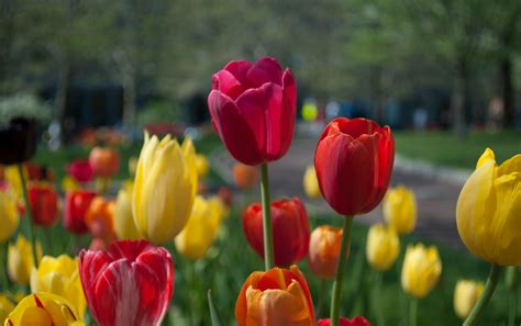 Flores Rojas Y Amarillas · Foto de stock gratuita