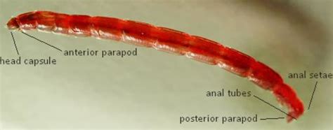 Bloodworm Life Cycle