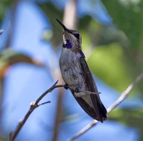 Costa’s Hummingbird | San Diego Bird Spot