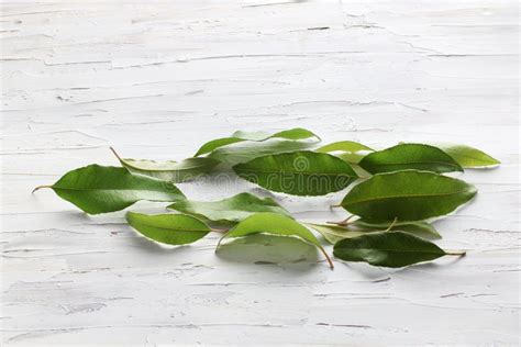 Lemon Myrtle Plant Leaves stock image. Image of plant - 49825261