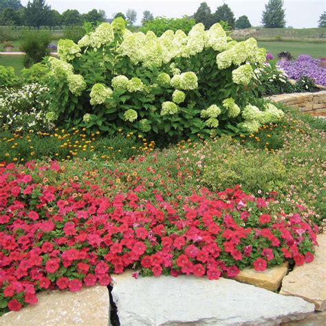 Limelight Hydrangea | wholesale liners - Spring Meadow Nursery