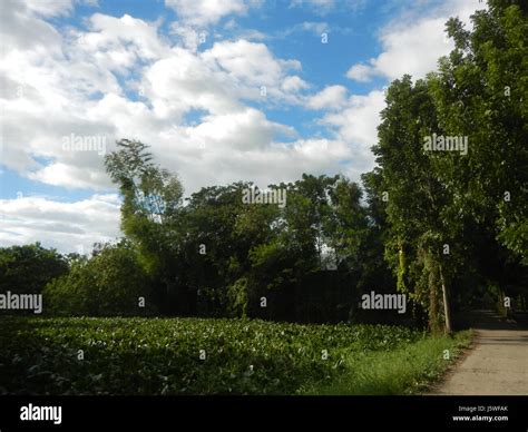 0411 Paddy fields grasslands trees Bagong Silang San Miguel Bulacan ...