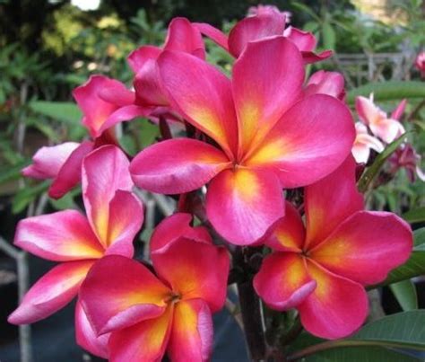 The plumeria "Kalina". Aussie plumie. | Flower pot design, Frangipani, Tropical flower plants