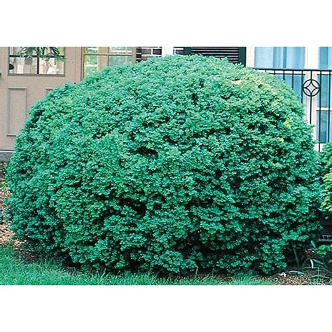 Lowe's Dwarf English Boxwood Foundation/Hedge Shrub in 2.25-Gallon Pot at Lowes.com