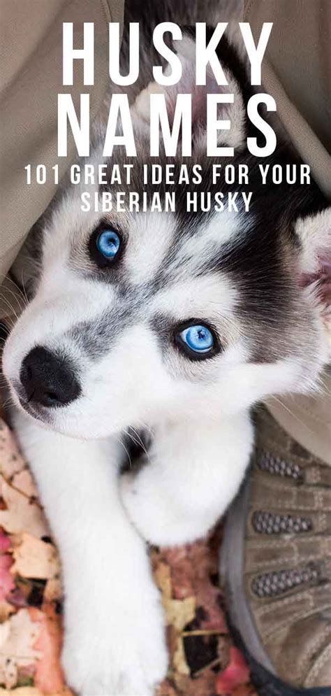 Husky Names - Great Name Ideas For Siberian and Alaskan Huskies