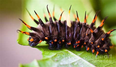 Cairns Birdwing Butterfly Caterpillar Photograph by Johan Larson