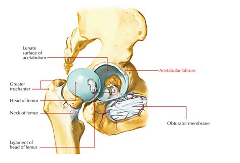 Easy Notes On 【Hip Joint】Learn in Just 4 Minutes!