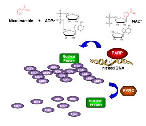 Poly-ADP-ribose metabolism. The synthesis of poly-ADP-ribose requires... | Download Scientific ...