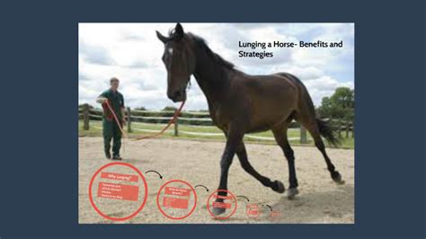 Lunging a Horse- Benefits and Strategies by Katie Henderson on Prezi