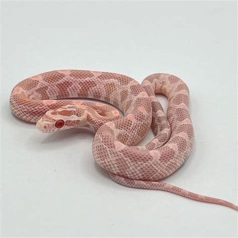 Coral Pink Snow Corn Snake babies