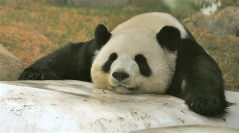 Giant Panda Sleeping Photograph by Caroline Reyes-Loughrey