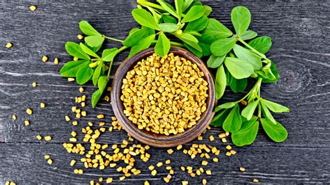 Fenugreek Benefits for Men and Women – The Amino Company