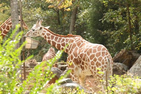 North Carolina Zoo Giraffe | Matt_pics | Flickr